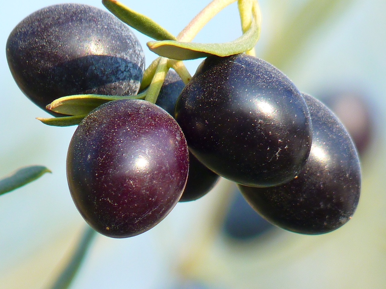10 Essential Tips for Cooking with Olive Oil